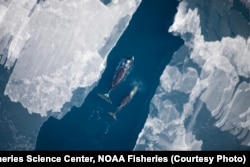 FILE - A changing Arctic climate alters migratory patterns for whales.