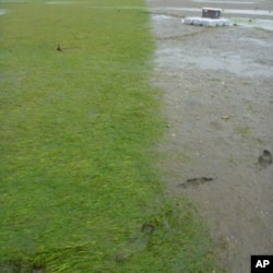 Experimental application of herbicide (on right) controlled Japanese eelgrass, but its use is controversial.