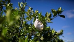 فلوریڈا کے پھلوں کے باغات