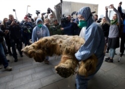 FILE: Russia Baby Mammoth named Yuka on Oct. 28,2014. Scientists say the 39,000-year-old baby mammoth is the best preserved one.