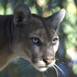 A Florida panther
