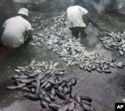 Local fishermen sort reef fish caught in Maunalua Bay, O‘ahu, circa 1930, a time when reef fisheries were a major source of food and livelihoods for local fishermen. Over the past several decades, declines in reef health and fish stocks have made catches