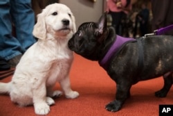Pua, right, a 5-month old French bulldog inspects McKenzie, a 8-week old golden retriever during a news conference at the American Kennel Club headquarter, Wednesday, March 28, 2018, in New York. American Kennel Club rankings released in 2018 show French