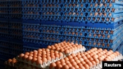 ໄຂ່ຈໍານວນຫຼາຍ ໄດ້ຖືກຈັດເປັນລະບຽບເພື່ອເອົາອອກຂາຍ ຢູ່ທີ່ຟາມໄກ່ໄຂ່ໃນເມືອງ Wortel ໃກ້ກັບຂົງເຂດ Antwerp, ປະເທດແບລຈ້ຽມ, ເມື່ອວັນທີ 8 ສິງຫາ 2017.