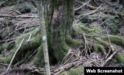 آتش فشاں پہاڑ فیوجی کے لاوے سے بننے والا جنگل اوکی گاہارا کا ایک منظر