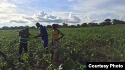 The armyworm invasion has attrached a lot of media attention in Zambia. (Courtesy - Derrick Sinjela in Zambia)