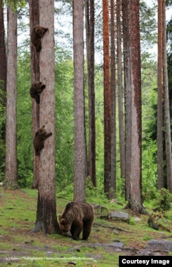 Amazing Internet Portfolio Award: 'Mother Home Early' - Valterri Mulkahainen - Martinselkonan, Finland. (Comedy Wildlife Photography Awards)