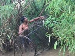 លោក ម៉ម ចេប លើក​លបចាប់ត្រី​ ក្នុង​ទន្លេមេគង្គ ខេត្តក្រចេះ ថ្ងៃទី​១៧ ខែកក្កដា ឆ្នាំ​២០២០។ (ហ៊ុល រស្មី/វីអូអេ)