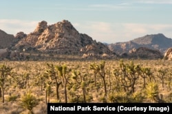Forests of Joshua trees in the Mojave Desert