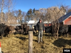 Tom Geisler farms corn, soy beans, hay and cattle. He lost two cows and two calves in the flood. (Photo: Elizabeth Lee / VOA)