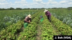 Mao Moua and her husband harvest vegetables that they will sell at a local farmer's market in St. Paul, Minnesota.