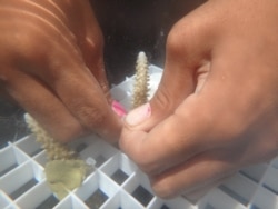 In Palau, heat-resistant coral fragments are attached to a plastic frame that will be used for a coral restoration nursery. (Courtesy Stephen Palumbi)