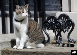 Larry the Downing Street cat sits on the steps of 10 Downing Street in London, after Britain's Prime Minister David Cameron left to face prime minister's questions for the last time, July 13, 2016.