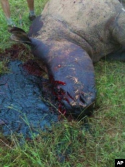 Poachers killed this rhino at South Africa’s Kariega Game Reserve last year