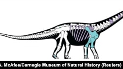 A skeletal reconstruction of the titanosaurian dinosaur Mansourasaurus shahinae from the Late Cretaceous of the Dakhla Oasis, Egypt, is pictured in this undated handout image obtained by Reuters Jan. 29, 2018.