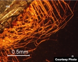 This image is a microphotograph of the network of tubular structures originating at the garnet's surface. (Photo courtesy of Ivarsson et al, 2018)