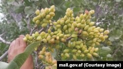 ملل متحد اضافه کرده که برنامه‌هایی را برای آگاهی‌دهی مردم محل به هدف اهمیت حفاظت از جنگلات راه‌اندازی کرده است.