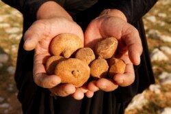 A handful of truffles found in the desert in Samawa, Iraq, February 23, 2021. (Reuters Photo/Alaa Al-Marjani)