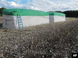 Harvested cotton