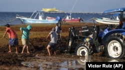 Workers remove sargassum seaweed from the beach in Playa del Carmen, Mexico. Shoveling or bulldozing sargassum once it washes up on shore is a huge task, as it returns hours later.