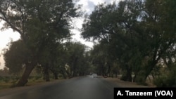 The road to Achin from Jalalabad was surrounded by tall green trees.