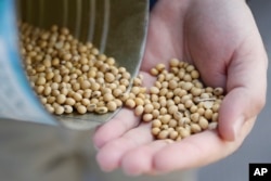 FILE - A grain salesman shows locally grown soybeans in Ohio, April 5, 2018.