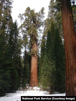 General Sherman tree