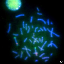 Flourescent nanodots created at NIST help mark faulty genes.
