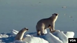 Polar bears are in trouble. Scientists say only 20,000 remain, and their long-term survival could be at risk