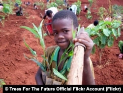 A young boy plants trees in Ethiopia.