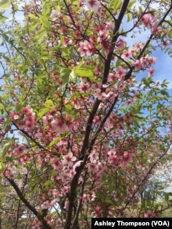 A flowering cherry tree hybrid is seen in the National Arboretum's research field
