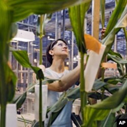 Stephanie Vermeulen measures the growth of a corn stalk in a Pioneer greenhouse in Johnston, February 9, 2012