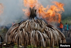 Fire burns part of an estimated 105 tons of ivory and a ton of rhino horn confiscated from smugglers and poachers at the Nairobi National Park near Nairobi, Kenya, April 30, 2016.
