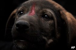 Kemenkes mengatakan terdapat 11 kasus kematian akibat rabies dari 31.113 kasus gigitan binatang pembawa virus rabies hingga April 2023. (Foto: AP)