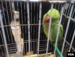 Zeena's pet parakeet, Mimi, fled IS like the rest of her family on April 3, 2017, in Hammam Alil, Iraq. (H. Murdock/VOA)