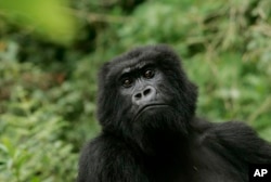 Gorila di Taman Nasional Gunung Berapi di Ruhengeri, Rwanda.