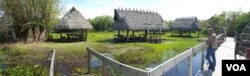 Tree islands such as this one in the Everglades are being destroyed by floods. (W. Gallo/VOA)