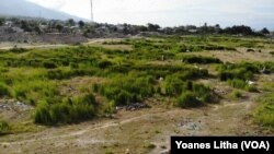 Bagian tanah yang amblas dalam peristiwa likuifaksi 28 September 2018 di Kelurahan Balaroa, Palu Barat, Kota Palu dimanfaatkan warga sebagai lokasi pengembalaan ternak sapi, 25 Juli 2019. (Foto: VOA/Yoanes Litha)