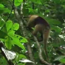 An anteater climbs a tree on Barro Colorado Island in Panama.
