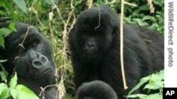 Des gorilles de montagne dans le parc des Virunga, menacé par la déforestation