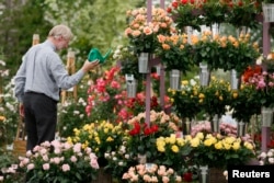 It takes a green thumb to grow beautiful roses like the ones pictured at the Chelsea Flower Show in London May 2014. (REUTERS/Stefan Wermuth)