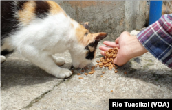FILE - Volunteer Dwi Putra gives cat food in Feed Not Bomb. (VOA/Rio Tuasikal)