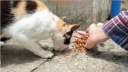 Sukarelawan Dwi Putra memberikan makanan kucing dalam Feed Not Bomb, Minggu (9/2) pagi. (VOA/Rio Tuasikal)