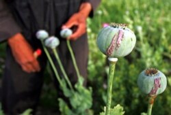 Proses untuk mendapatkan opium, di sebuah desa di luar Provinsi Balkh, sekitar 500 km sebelah utara Kabul. (Foto: Reuters)