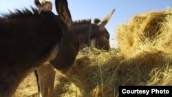 Rural, often poor South Africans, like Mpho Mashele, say they've been forced to sell their precious donkeys at a loss or face having them stolen by poachers who are keen to satisfy growing demand for donkey parts from the Chinese market. (Courtesy - Zaheer Cassim)