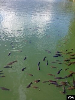 Indigenous fishes, which had disappeared, flourish in Naini Lake following a bio manipulation and aeration project. (VOA/A. Pasricha)