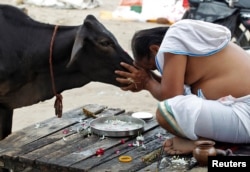 Seorang umat Hindu berdoa kepada seekor sapi setelah berenang suci di perairan Sangam, pertemuan tiga sungai, Gangga, Yamuna dan mitos Saraswati, di Allahabad, India. (Foto: Reuters)