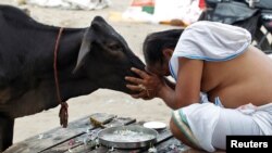 مرد هندو در حال دعا و نیایش در مقابل یک گاو