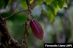 In this April 16, 2015 photo, a cacao pod hangs from a tree at the Agropampatar chocolate farm co-op in El Clavo, Venezuela.
