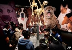In this Tuesday, March 12, 2019 photo students from the Theodore T. Alexander Science Center School dig in an interactive display at the California Science Center in Los Angeles.